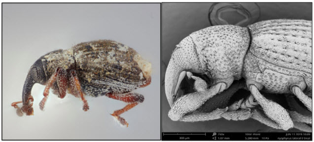 Lateral view of duckweed weevilsjpg